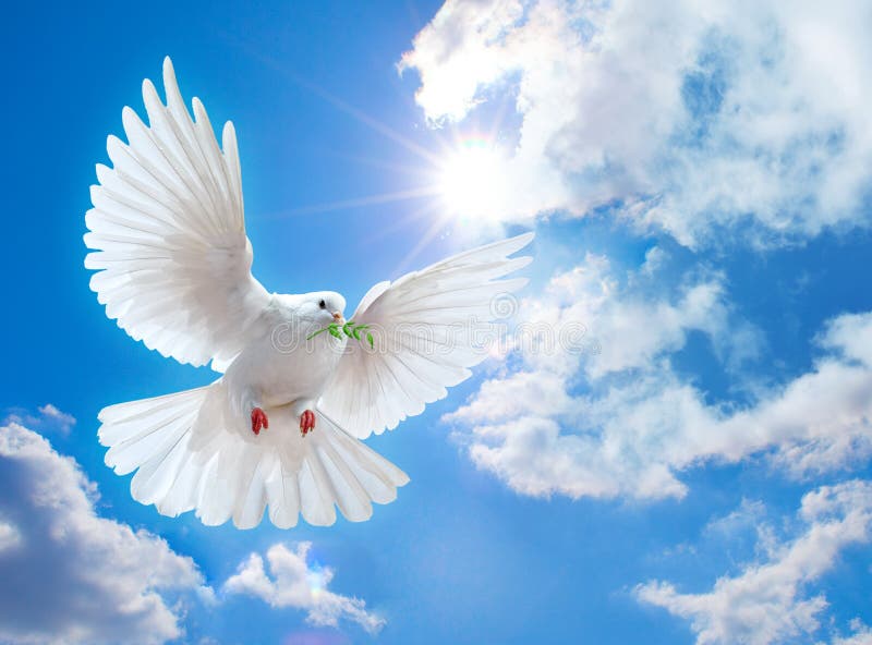 Dove in the air with wings wide open stock photography