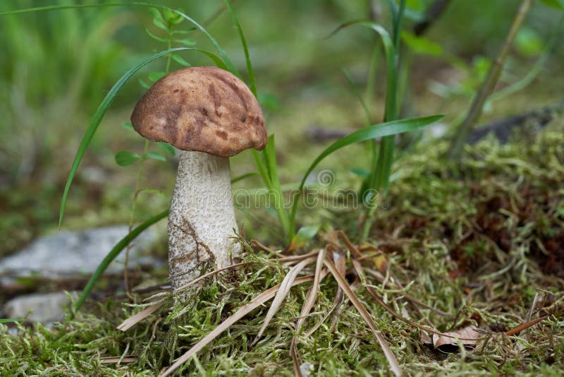 Edible mushroom Leccinum scabrum in the birch forest. Known as rough-stemmed bolete, scaber stalk, and birch bolete. Wild mushroom with brown cap growing in stock photography