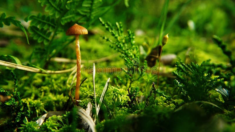 An elegant mushroom on a long thin stalk among mosses. Yellow mushroom on a long thin stalk among bright green moss in the wild in the forest stock images