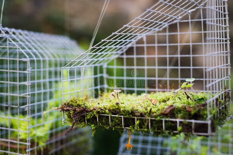 Fairy house garden decoration hanging wire cage, moss, mushroom, snail royalty free stock photo