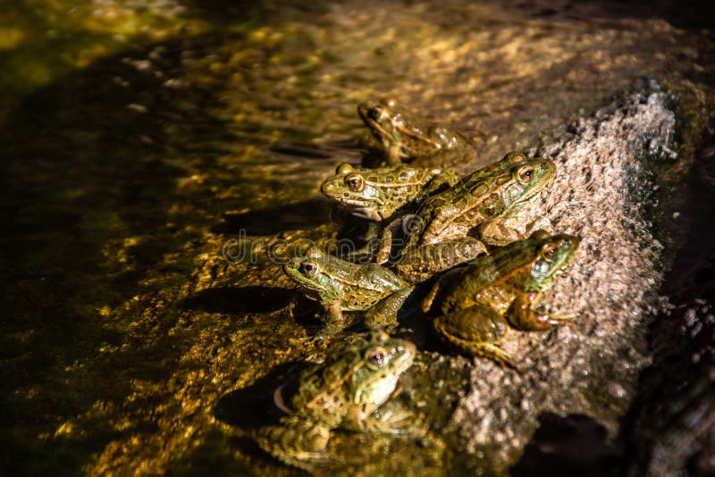 Family of Frogs. Six frogs rest on a rock in a shallow pond royalty free stock image