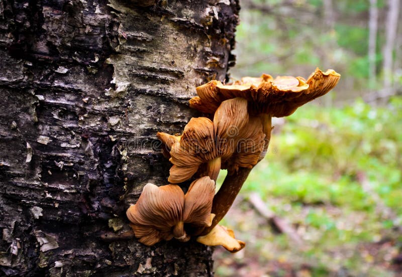 A few mushrooms growing on a dead birch tree royalty free stock photos