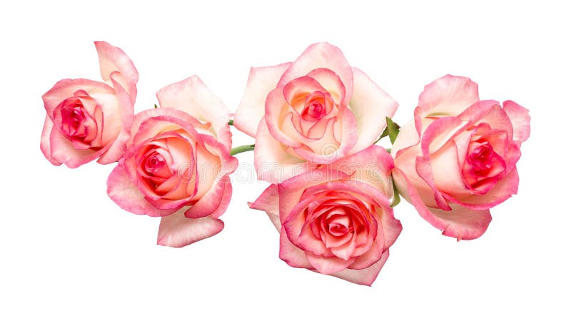 Five pink roses on a white background, beautiful fresh roses vector illustration