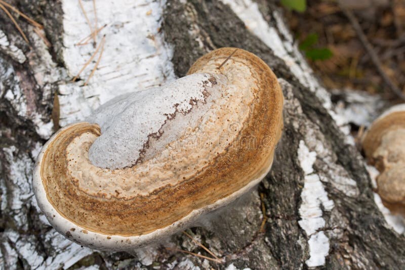 Fomes fomentarius tinder fungus on birch tree bark stock image