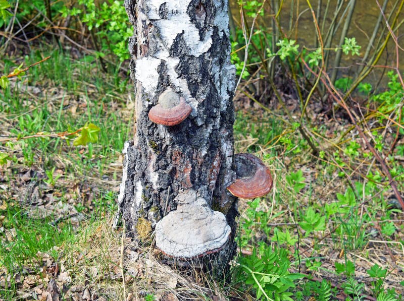Fomes fomentarius tinder fungus on a birch trunk. royalty free stock images