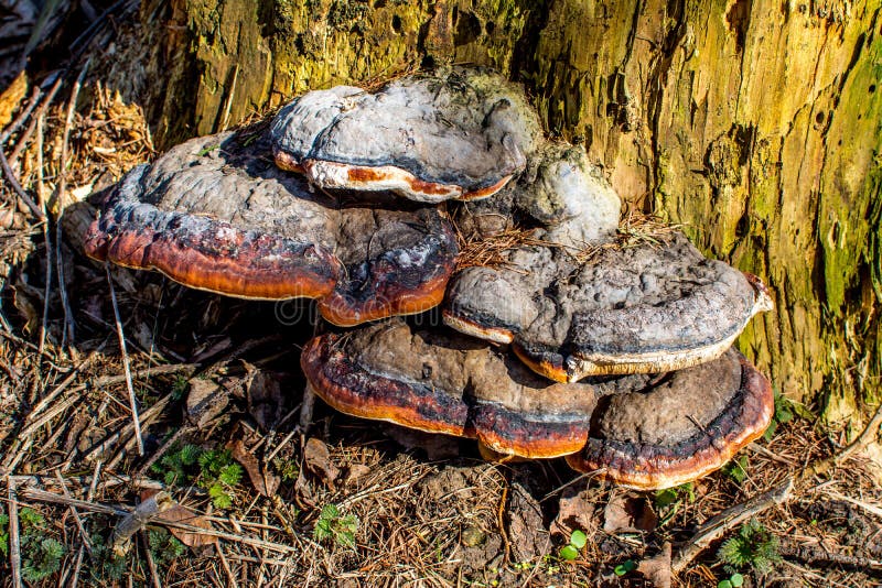 Fomes fomentarius, the tinder fungus royalty free stock images