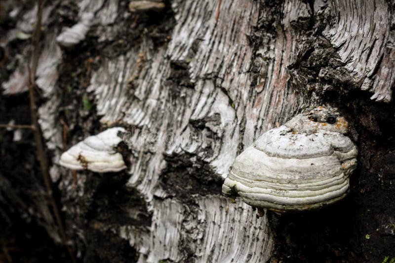 Fomes fomentarius or tinder fungus on old fallen birch royalty free stock photography