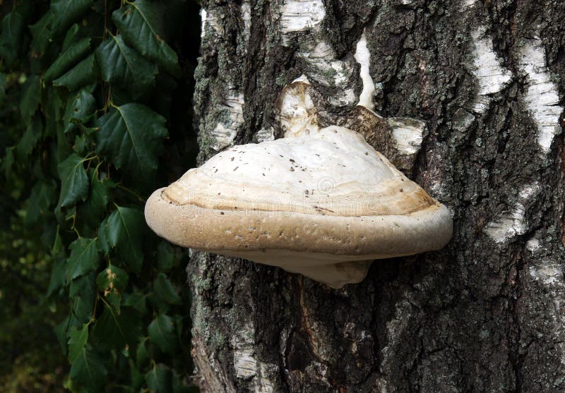 Fomes fomentarius on the trunk of a birch stock image