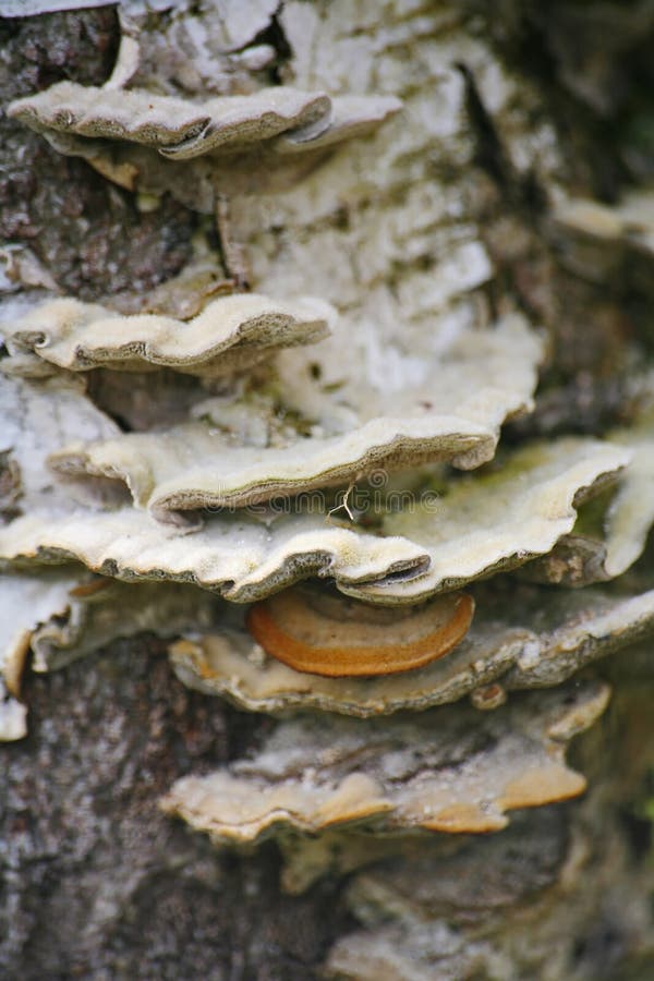 Forest mushrooms, the parasites on the tree trunk birch. stock photography