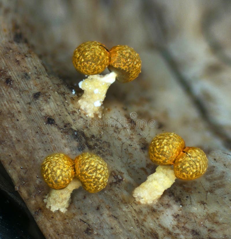 Fruit bodies of a slime mold Physarum polycephalum royalty free stock photos