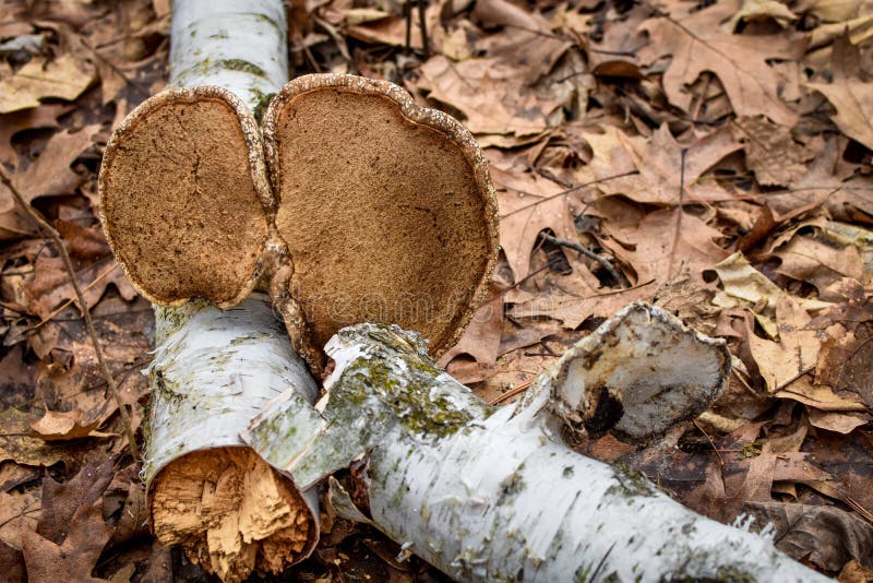 Fungi Growing on a Broken White Birch Tree Log royalty free stock photography