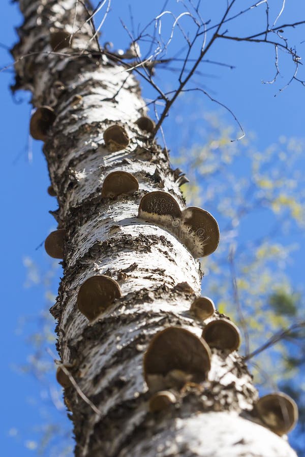 The fungus is a saprophyte - a real Tinder fungus ( Fomes foment stock image