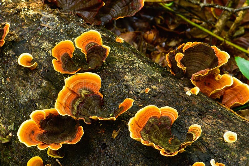 Ganoderma lingzhi mushroom growing on driffwood stock image