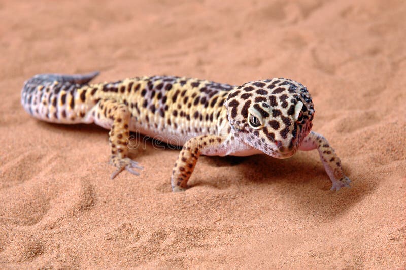 Gecko leopard on sand. A gecko leopard on sand stock image