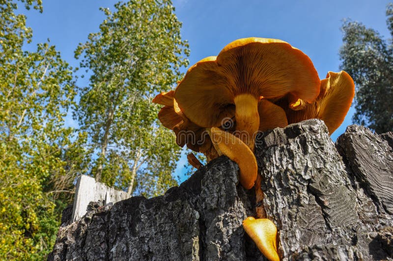 Giant Orange mushroom, near Puerto Varas, Chile stock images