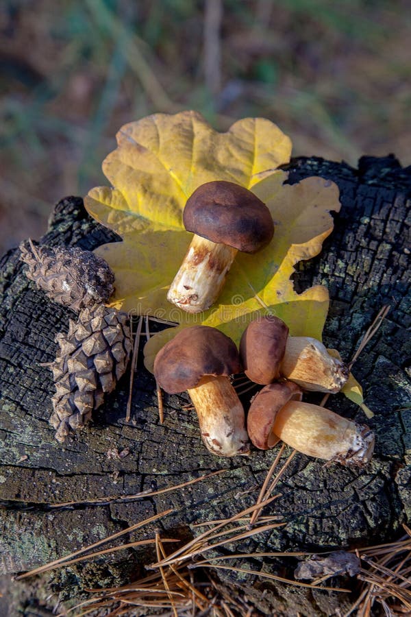 Group of wild edible bay bolete known as imleria badia or boletus badius mushroom on old stump in pine tree forest royalty free stock photos