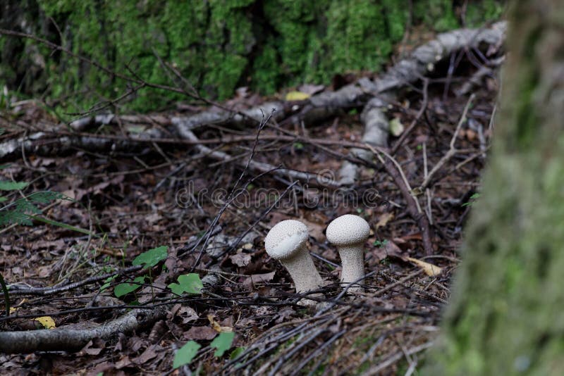 A group of young puffballs Lycoperdon perlatum. Young fruiting bodies are edible and very tasty royalty free stock image