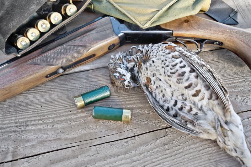 Grouse and gun on board stock photo