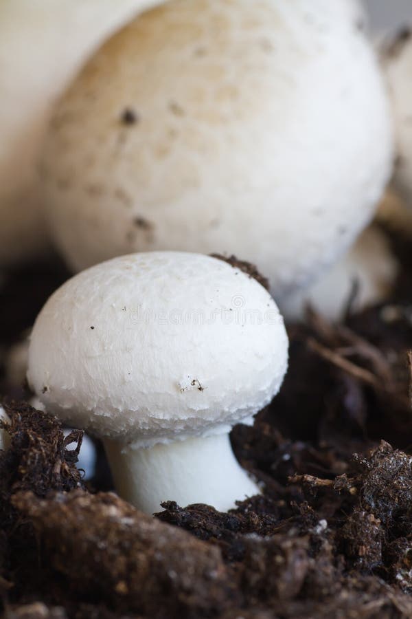 Growing button (field) mushrooms stock photo