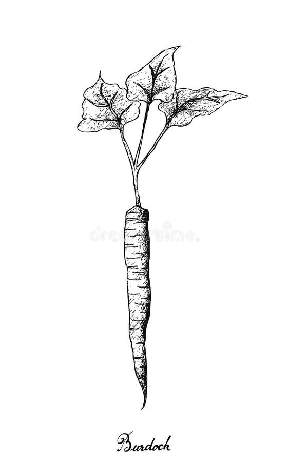 Hand Drawn of Burdock on White Background. Root and Tuberous Vegetables, Illustration Hand Drawn Sketch of Burdock or Arctium Lappa Plant Isolated on White vector illustration