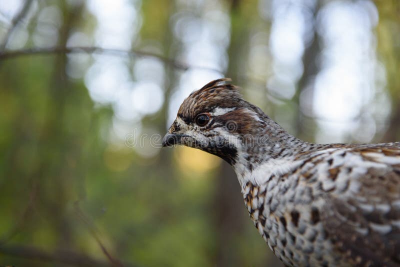 Hazel grouse closeup, sitting on a branch royalty free stock images