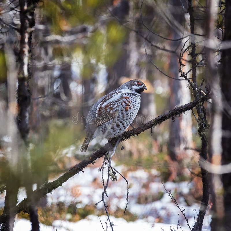 Hazel grouse in winter forest stock photos