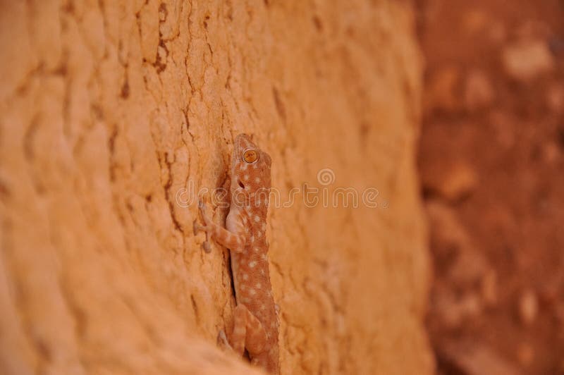 Hiding salamander. Well adopted salamander in the desert of Palmyra, Syria stock photos