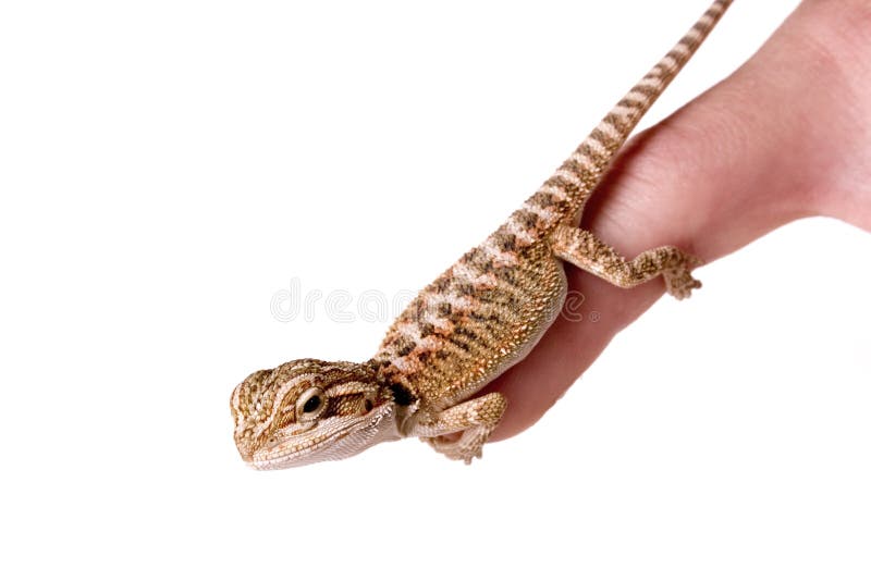 Holding On!. Baby Bearded Dragon isolated against a white backdrop royalty free stock photo