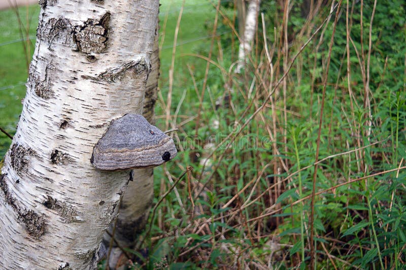 Hoof fungus Fomes fomentarius on silver birch betula pendula royalty free stock photo