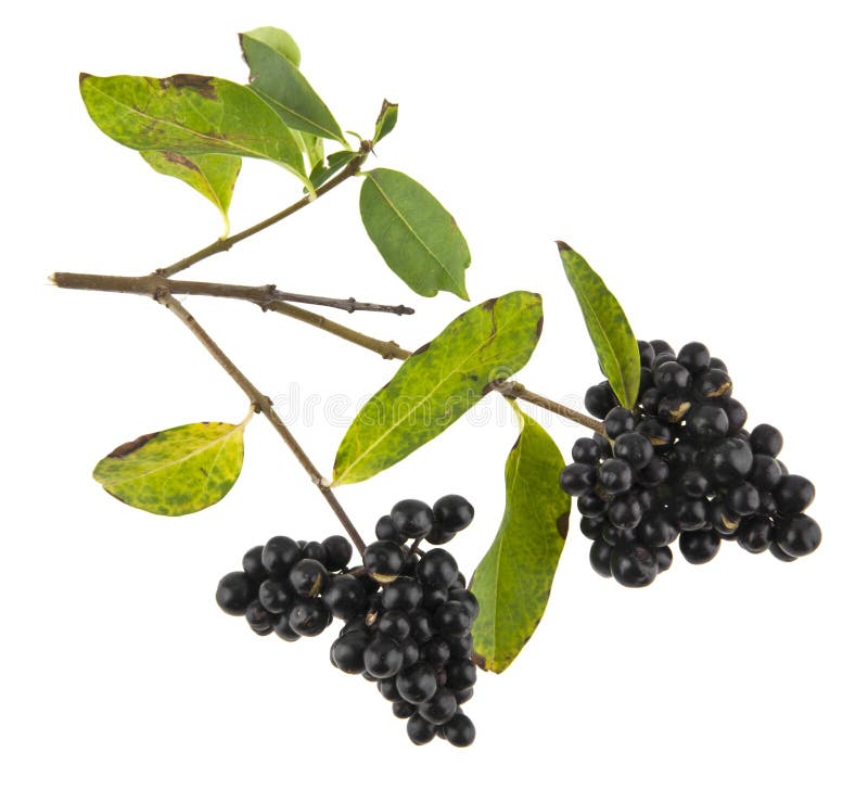 Inedible black berries isolated on white. Background closeup stock photography