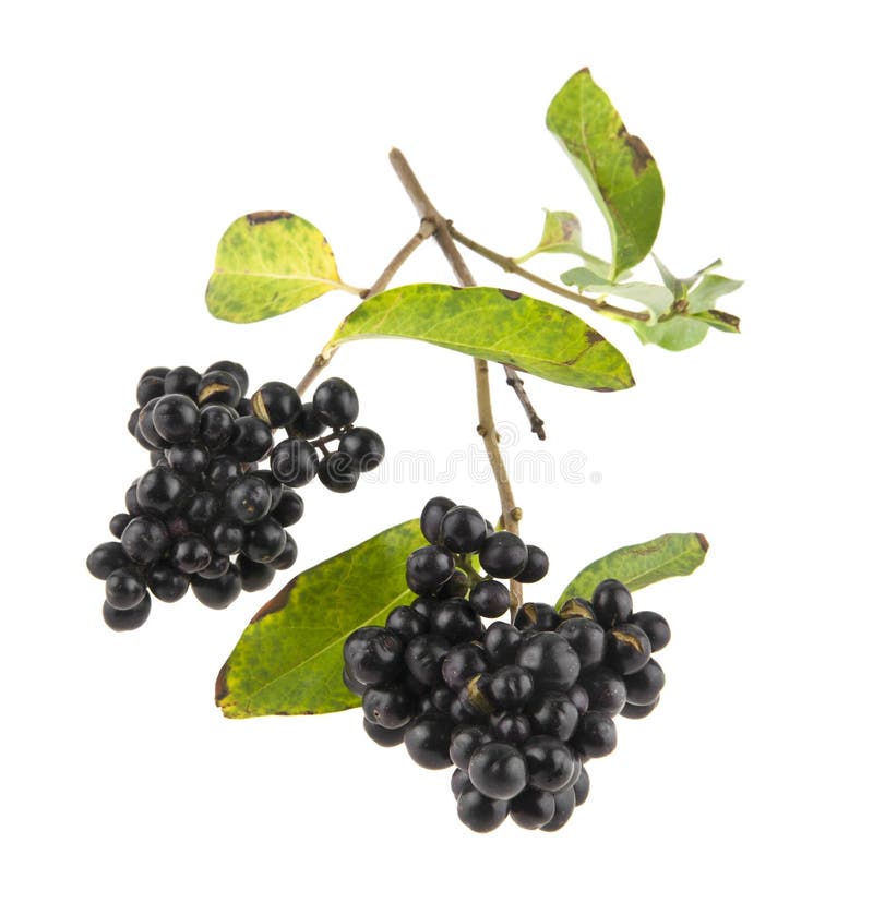 Inedible black berries isolated on white. Background closeup royalty free stock photos