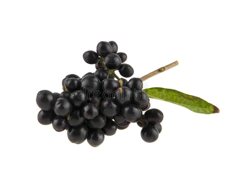 inedible black berries isolated on white stock image