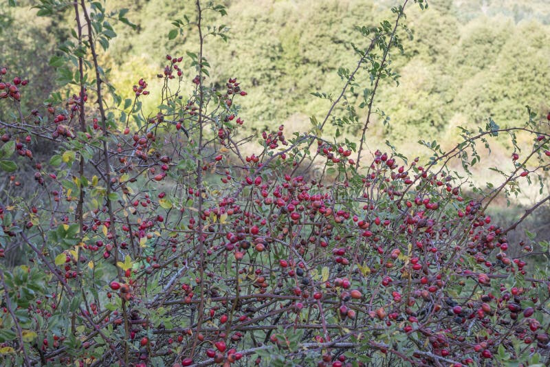 Inedible red berries on a spiked bush in the field. stock photo