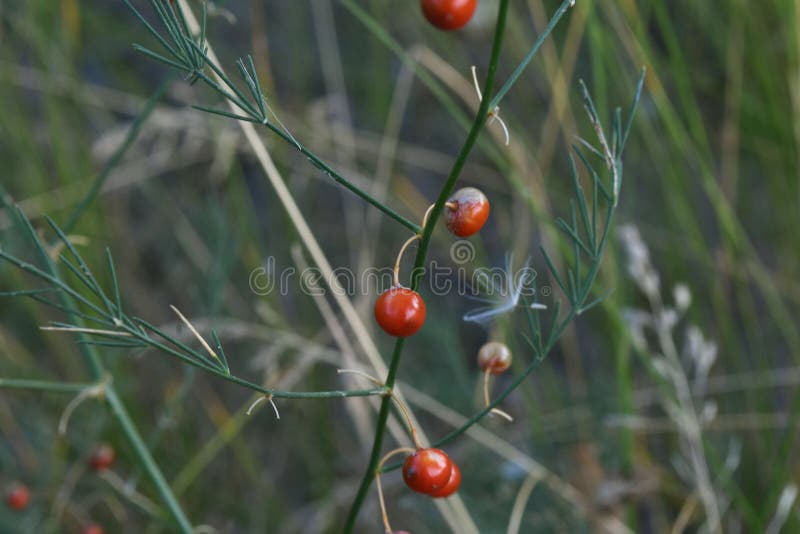 Inedible wild red berries on green background in forest. Closeup. royalty free stock image