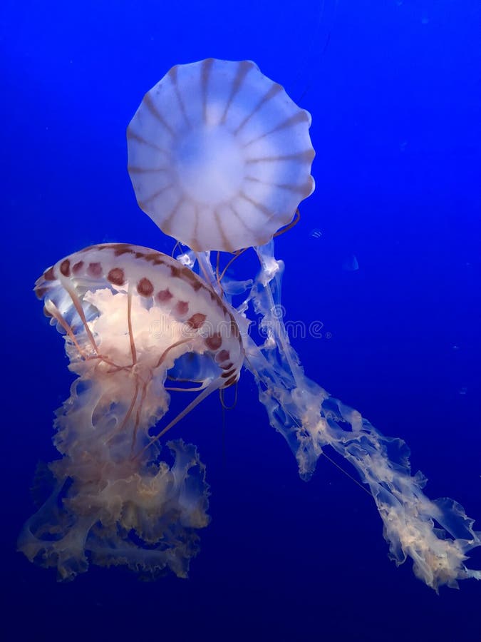 Jellyfish. Two jellyfish swimming on a blue background royalty free stock images