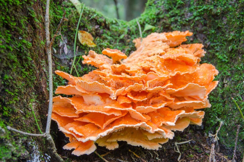 Laetíporus sulphúreus. Orange tree mushroom. It can be used in vegan cuisine instead of meat royalty free stock image