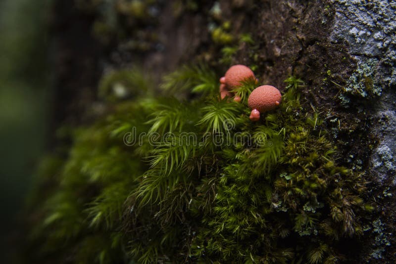 Macro shots some orange tree mushroom in between green mosses on the tree trunk royalty free stock photo