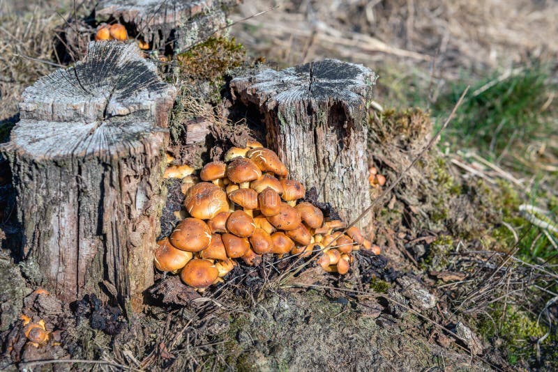 Many spherical brown mushrooms grow among rotting stumps of pine trees. This photo was taken in the beginning of the spring season in the Dutch National Park stock photo