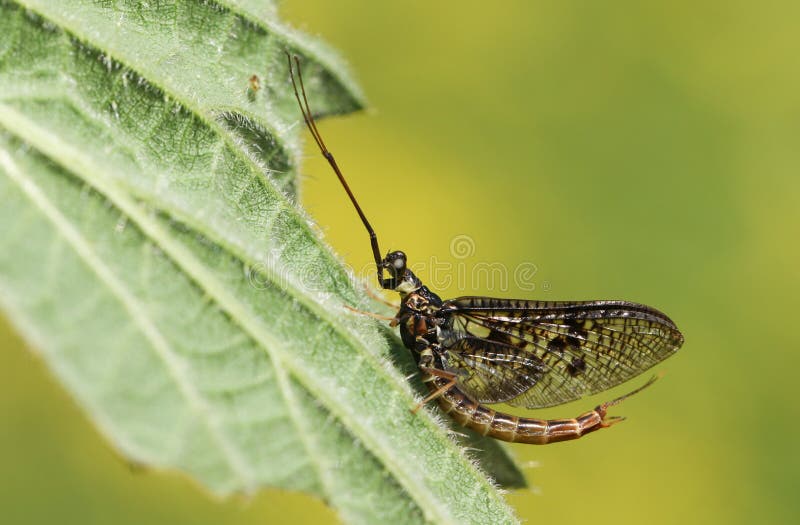 A Mayfly, Ephemera vulgata, perching on a stinging nettle leaf growing at the edge of a river in springtime in the UK. stock photography