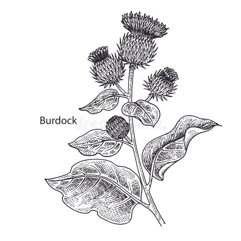 Medical plant Burdock. Realistic medical plant Burdock. Vintage engraving. Vector illustration art. Black and white. Hand drawn of flower. Alternative medicine stock illustration