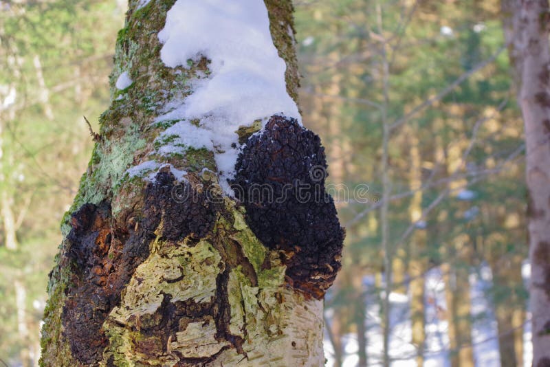 Medicinal Chaga Mushroom growing on Birch tree. royalty free stock images