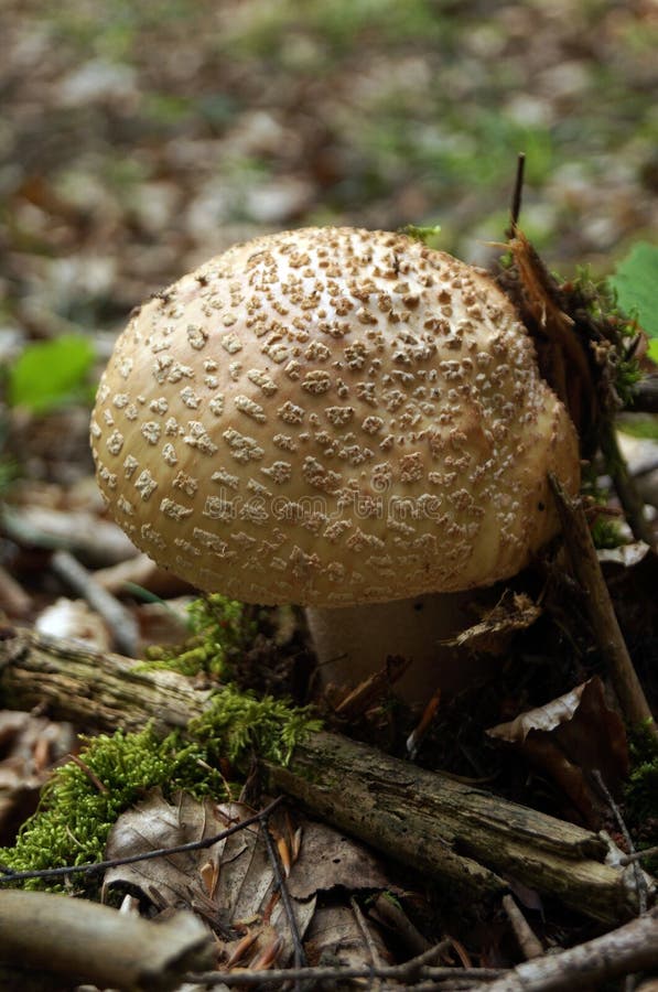 Mushroom with a beige hat and white stalk. Grows in the green grass and moss in the forest stock images