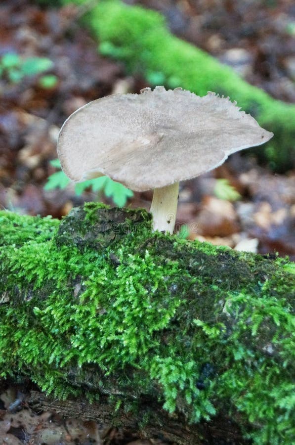 Mushroom with a brown hat and a beige stalk. Grows in the woods on an old tree stump covered with moss royalty free stock images