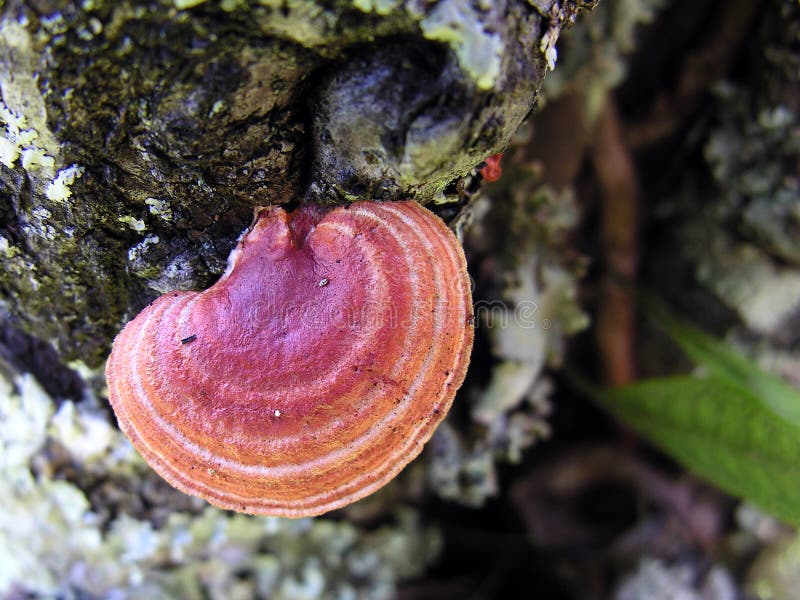 Mushroom growing on a tree stock photography