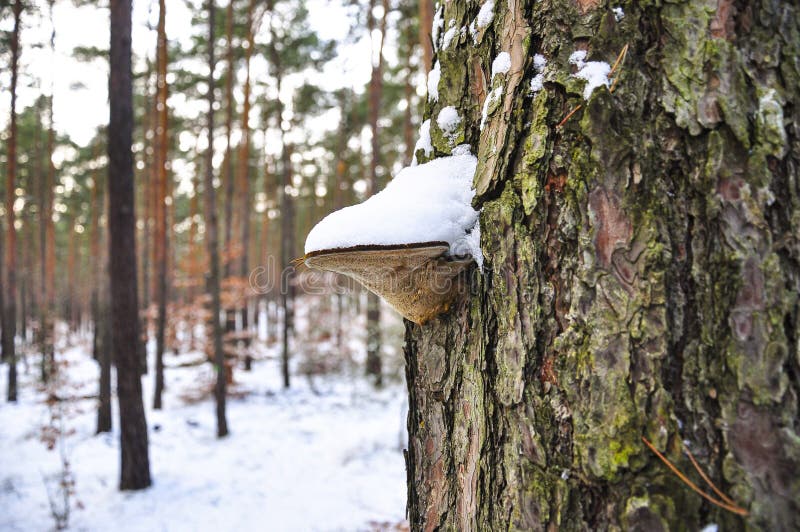 Mushroom hub growing on the bark of a tree in the forest, covered with snow. royalty free stock photo