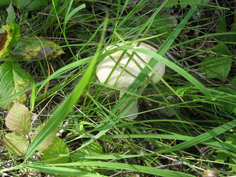 Mushroom orange caps stock images