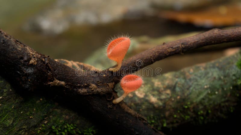 Mushroom orange fungi cup or champagne mushroom on decay wood in royalty free stock image