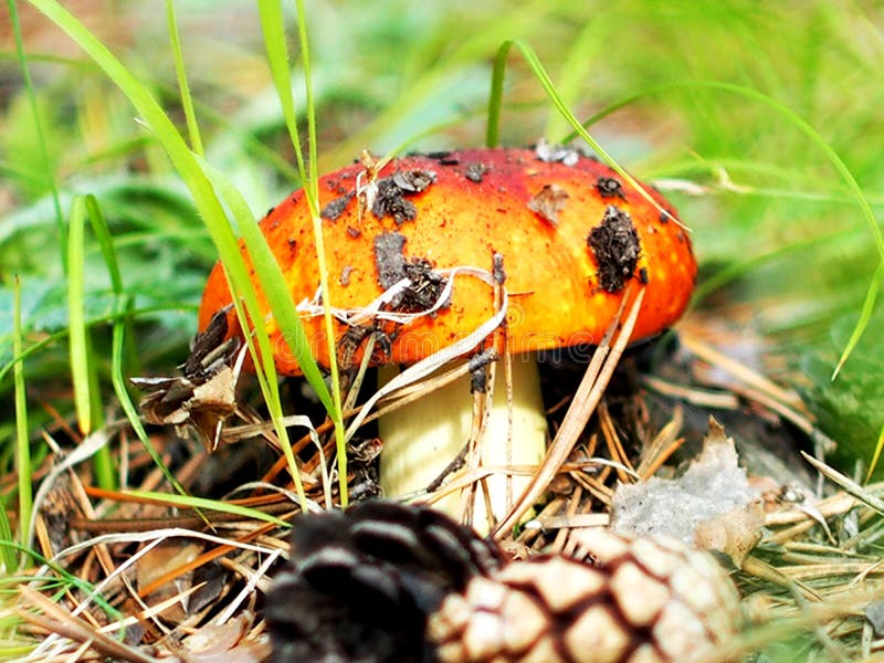 A mushroom with an orange hat in the woods. stock photography