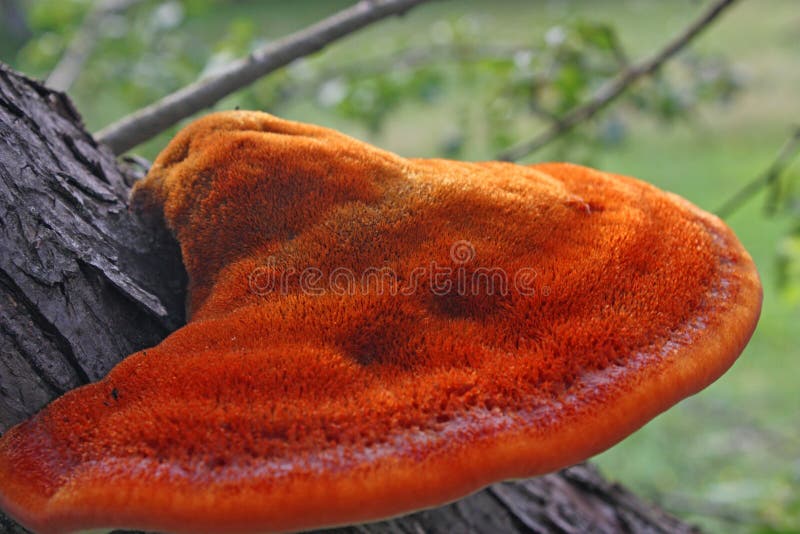 Mushroom a tinder fungus royalty free stock photo