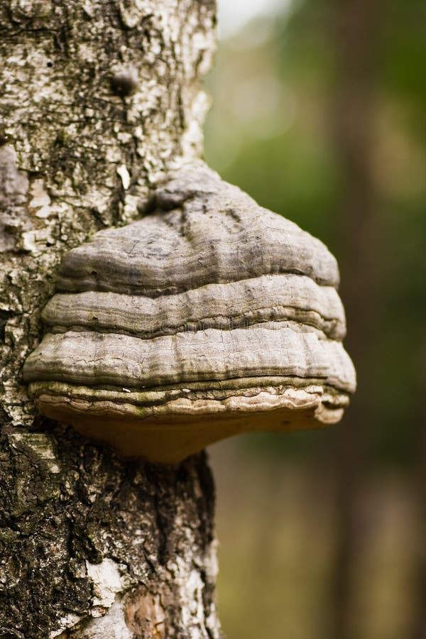 Mushroom Tinder fungus on birch tree royalty free stock photo